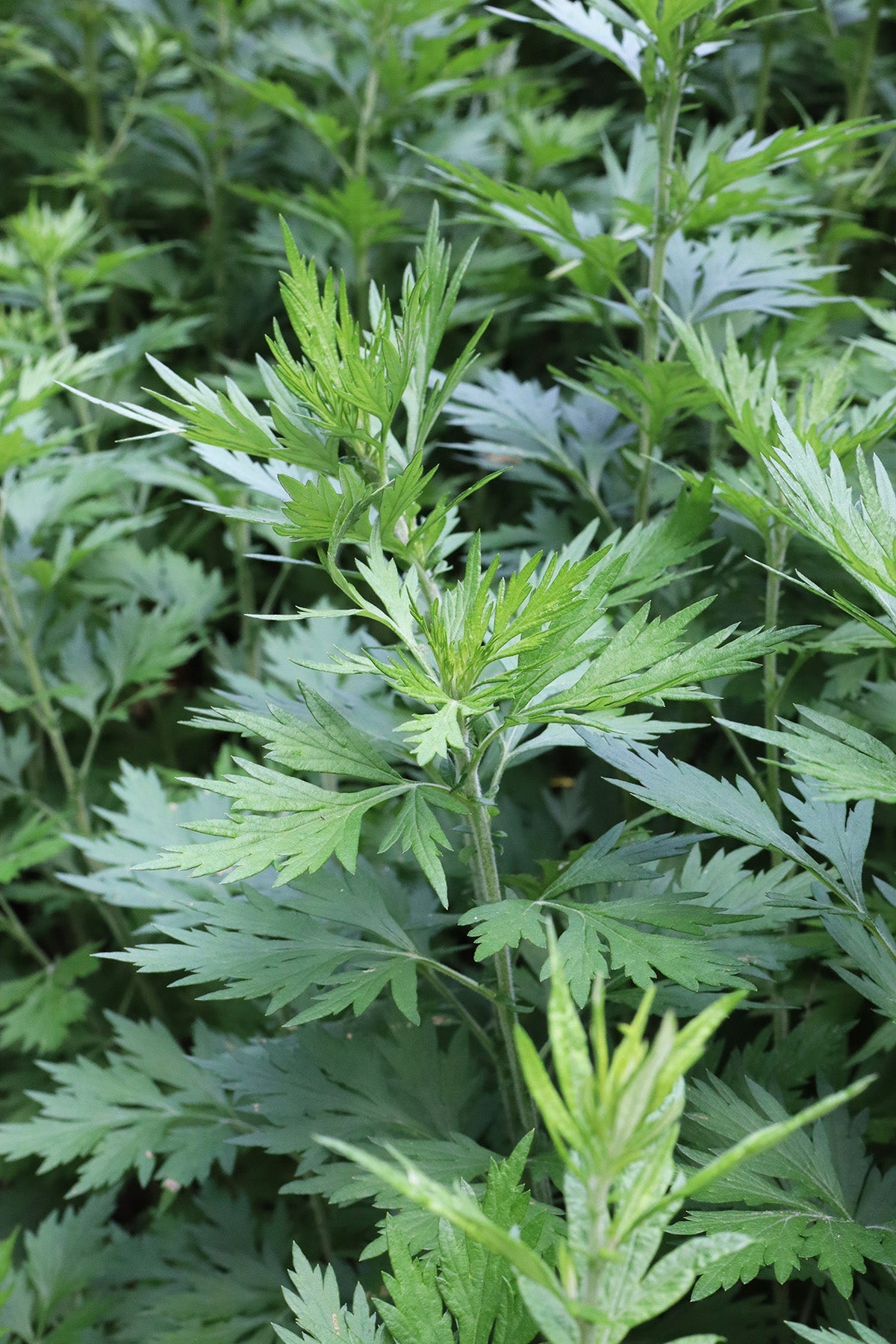 Mugwort Live Plant (Artemisia vulgaris) 12β16β Bareroot | Medicinal Herb, Dream Herb, Witch Herb, Perennial Plant