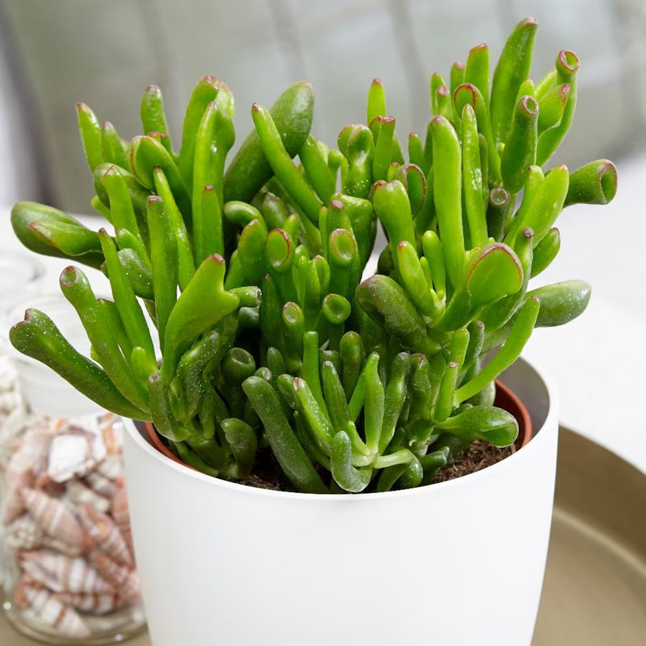 Hobbit Friendship Tree Cuttings (Crassula ovata โHobbitโ) โ 4 Unrooted Lucky Plant Starts โ Succulent Like a Money Tree