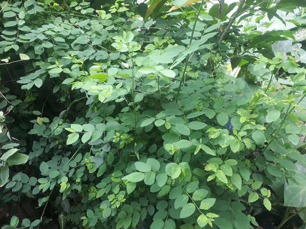 Katuk (Sauropus androgynus) β 7 Fresh Unrooted Cuttings | Star Gooseberry Leafy Vegetable Plant | Easy to Grow Edible Shrub