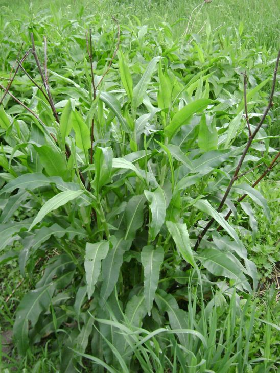Rumex altissimus Seeds โ Pale Dock | Native Tall Dock Plant | Prairie & Wet Meadow Wildflower | 100 Seeds