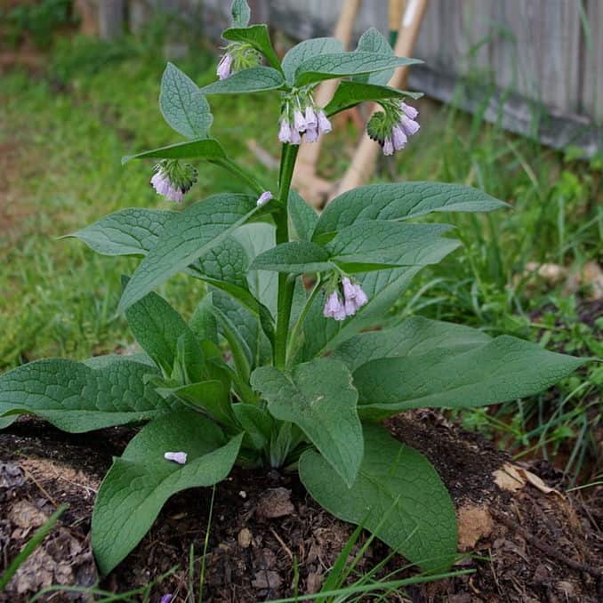 Comfrey Live Rooted Starter Plant β Bocking 14 (Symphytum Γ uplandicum) β Non-Invasive Variety for Compost, Soil Health, Pollinators