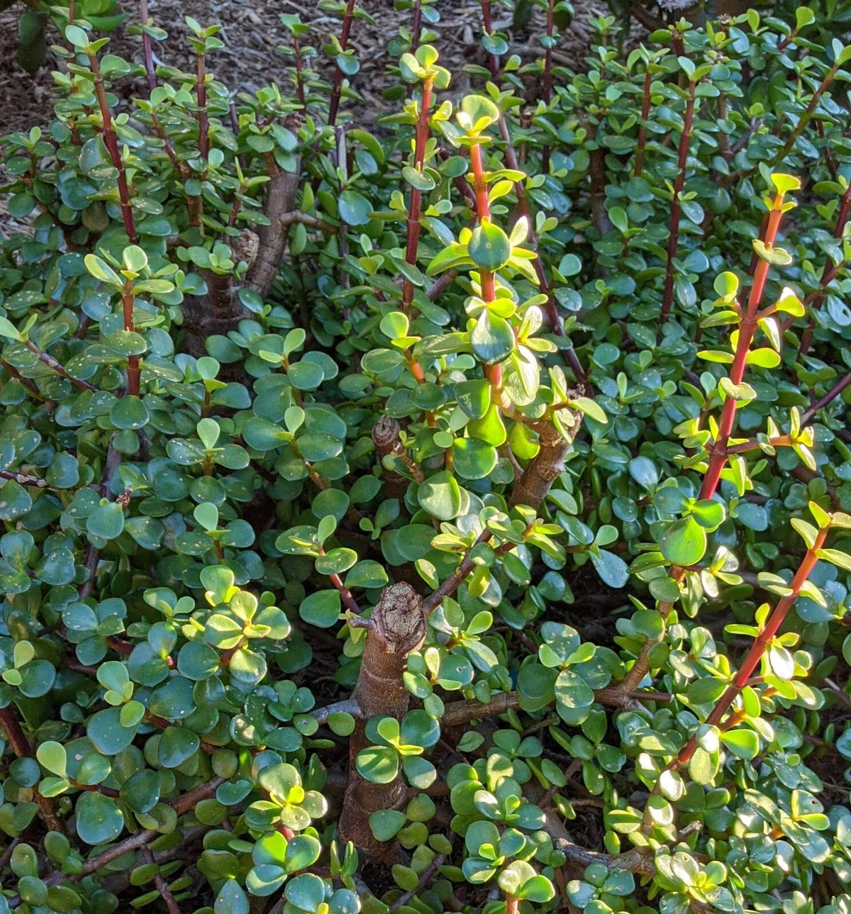 10 Cuttings 6" Portulacaria Afra Elephant Bush Succulent Dwarf Jade Plant - Ideal for Indoor Gardening and Terrariums