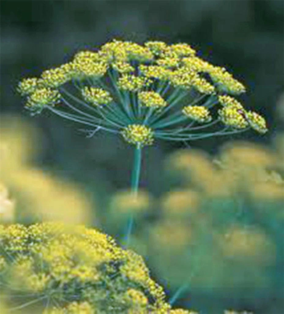 Dill Seed - Heirloom Bouquet Non-GMO Herb Spice Seeds - 100 Seeds - Anethum graveolens