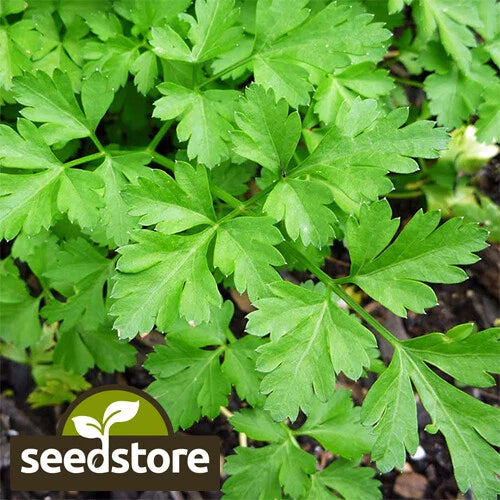 Giant Italian Parsley Seeds | Heirloom Non-GMO Herb Seeds | Petroselinum crispum 1133