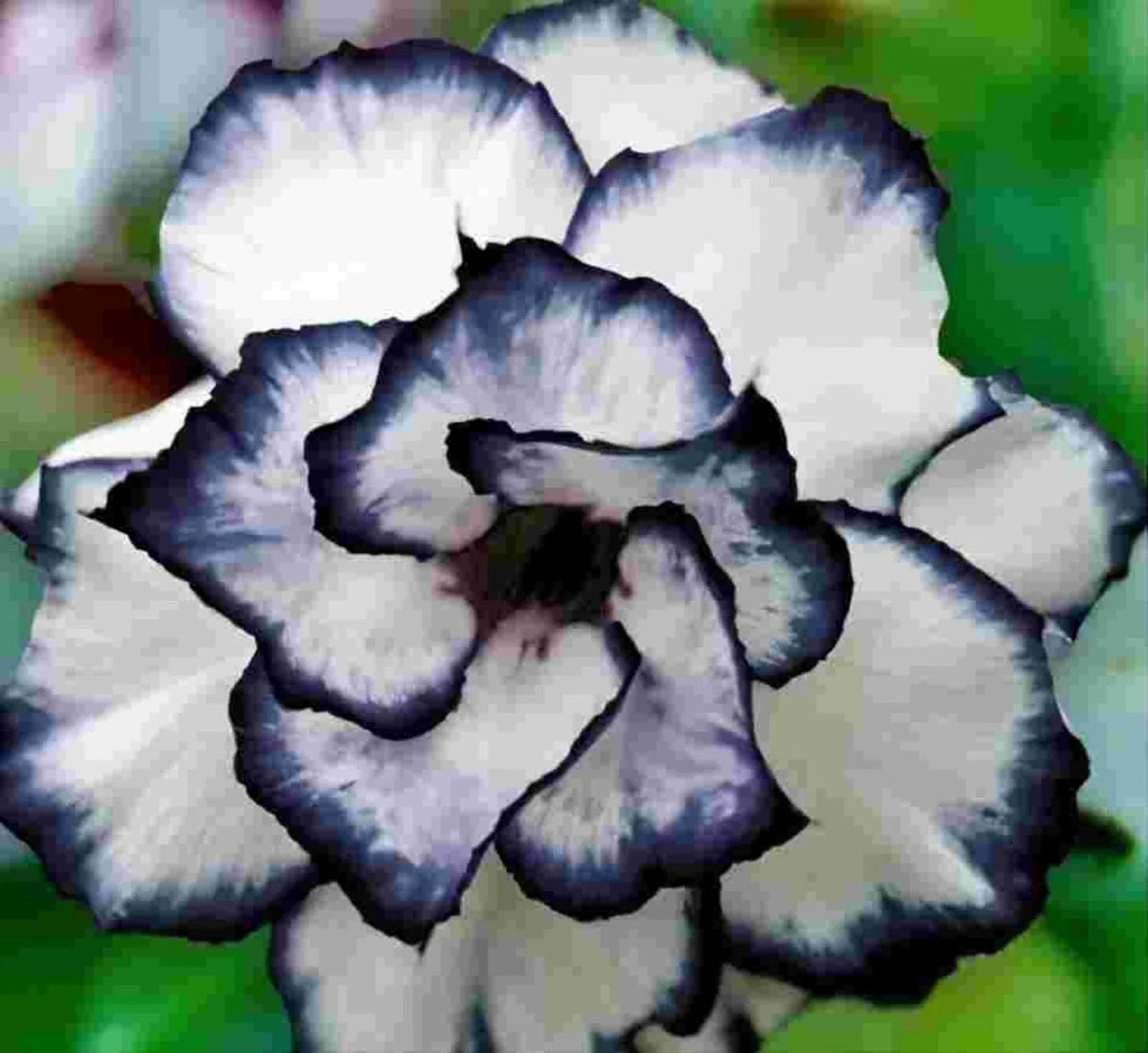 5 pcs Desert Rose Flower Seeds, Adenium obesum "PEONY," Bonsai Variety, Drought-Tolerant Plant Seeds for Garden