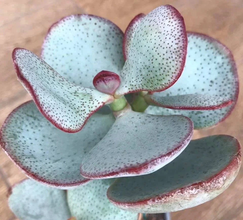 Silver Dollar Jade Plant Cuttings, Crassula arborescens, Chinese Jade, Succulent Cuttings for Propagation