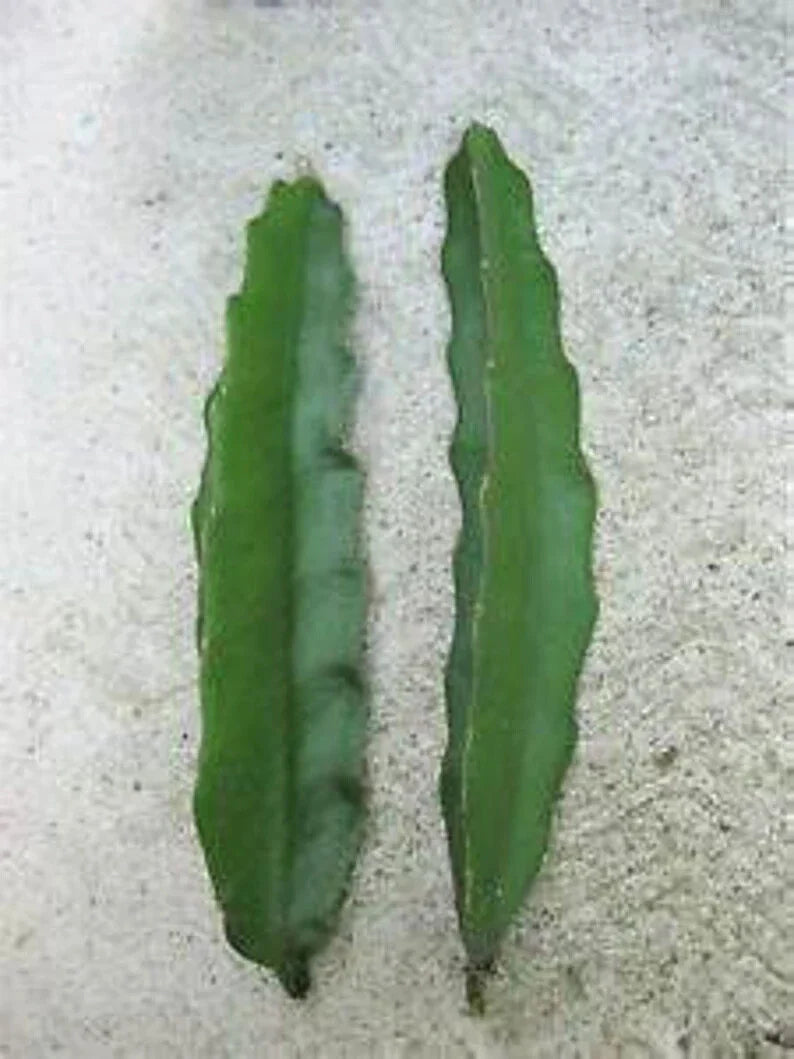 Aussie Gold Dragon Fruit Cuttings - 8" to 12" Fresh Isis Gold - Hylocereus undatus