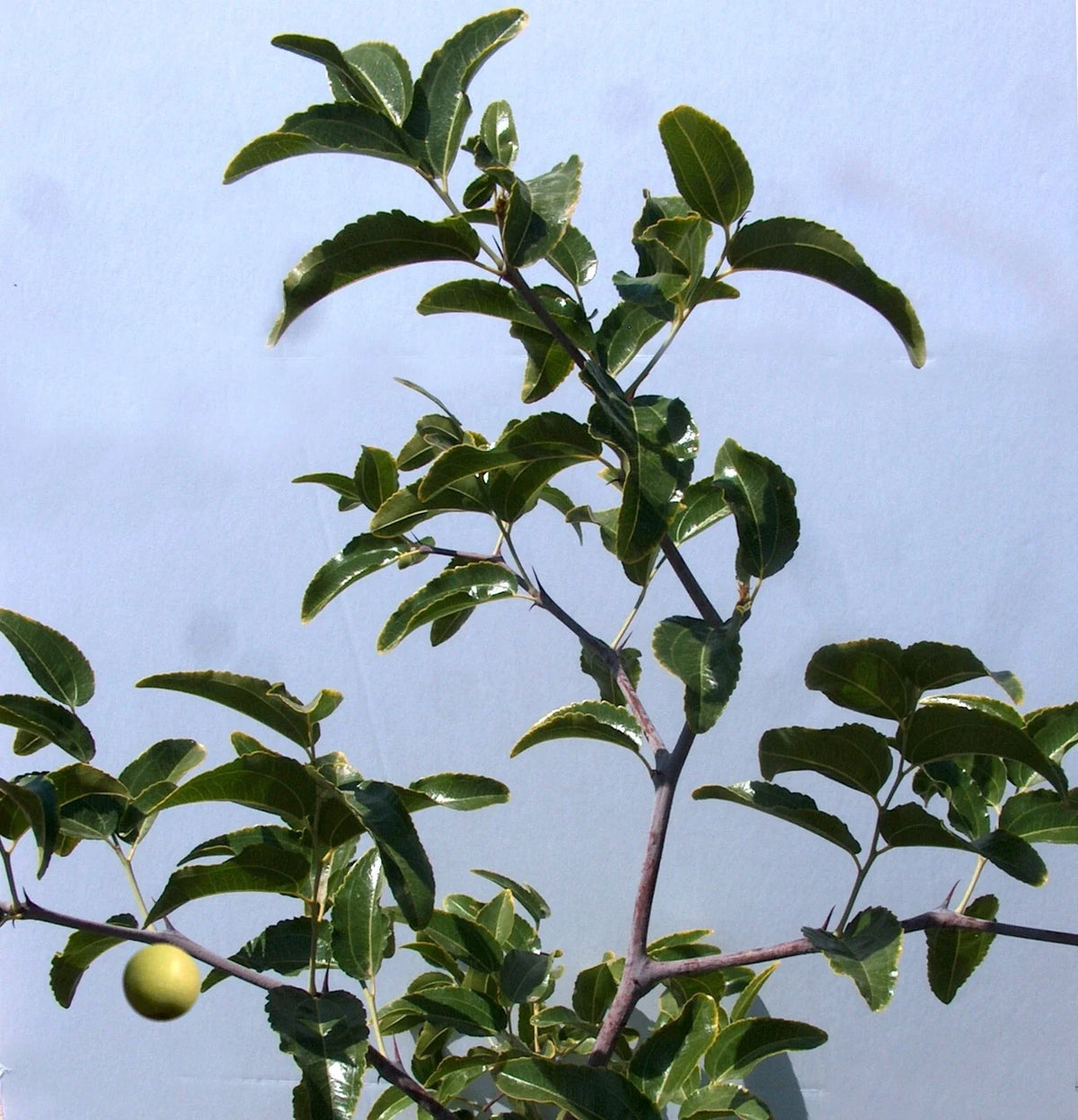 Sugar Cane Jujube Tree Cutting 8" Thin Graft Scion - Ziziphus jujuba (No Root)