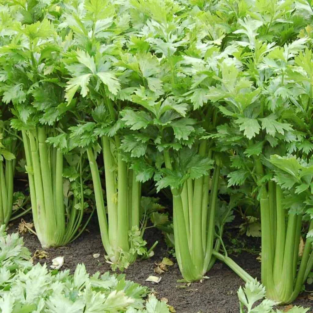 Tall Celery Seeds 2500+ | Non-GMO Heirloom Vegetable Seeds | Apium graveolens