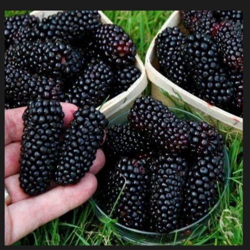 Giant Blackberry Cuttings - 5 Fresh Rooting Cuttings - Rubus fruticosus - Perfect for Home Gardens
