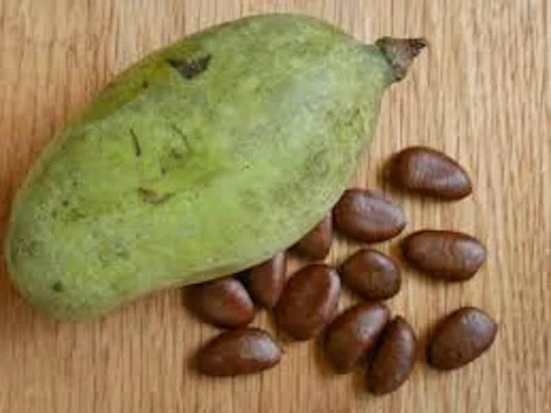 Paw Paw Fruit Tree Seeds - 10 Viable Asimina Triloba - Indian Banana - Fresh Crop - Ready to Plant
