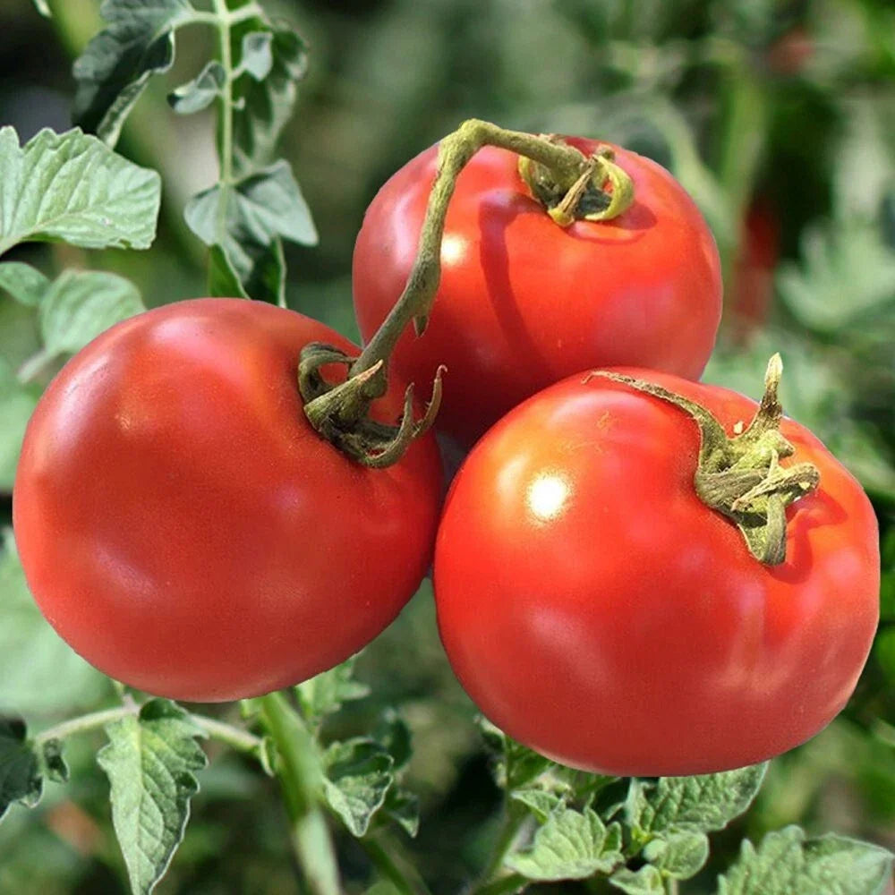 Homestead Tomato Seeds - 120+ Heirloom, Non-GMO, Organic, Drought Resistant - Perfect for Home Gardening