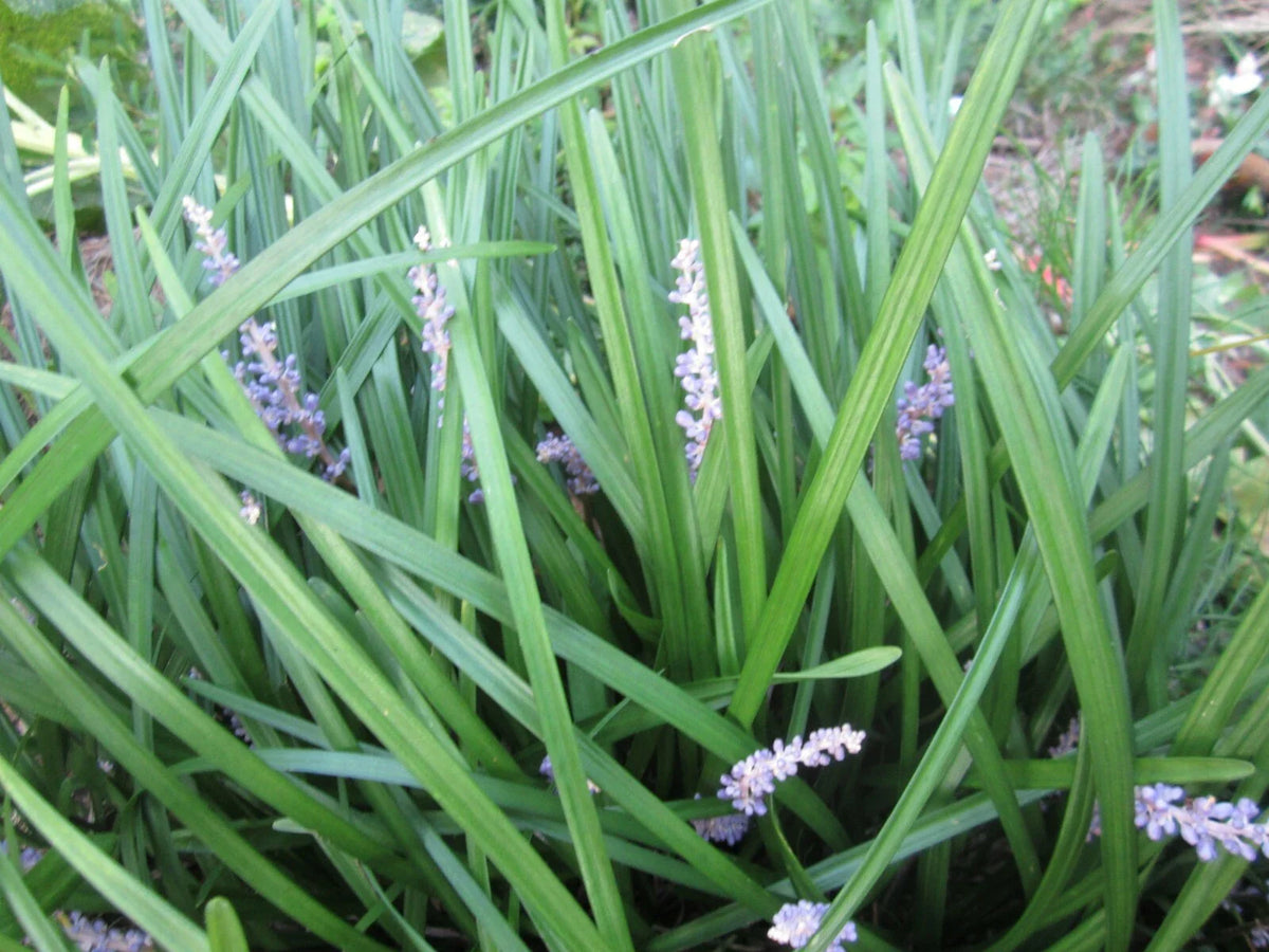 Liriope Monkey Grass Plants - 101 Count - Perennial Border Grass - Liriope muscari
