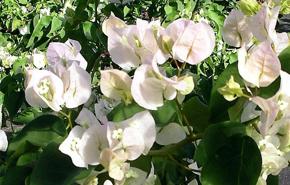 Bougainvillea Starter Plant - VERA WHITE Variety - Live Plug Plant - Well Rooted - USA Seller