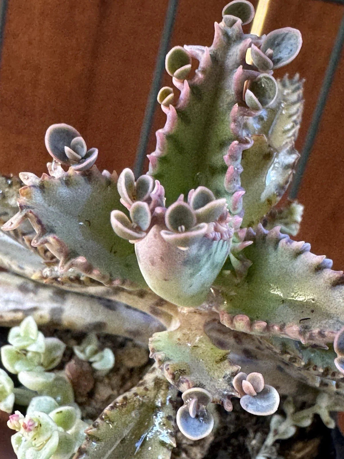 Kalanchoe Houghtonii Mother of Millions Plant | Succulent | Indoor Houseplant | Live Greenery