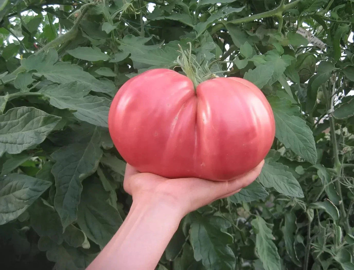 German Giant Tomato Seeds - 120+ Non-GMO Heirloom Organic Seeds - Huge Variety - Solanum lycopersicum