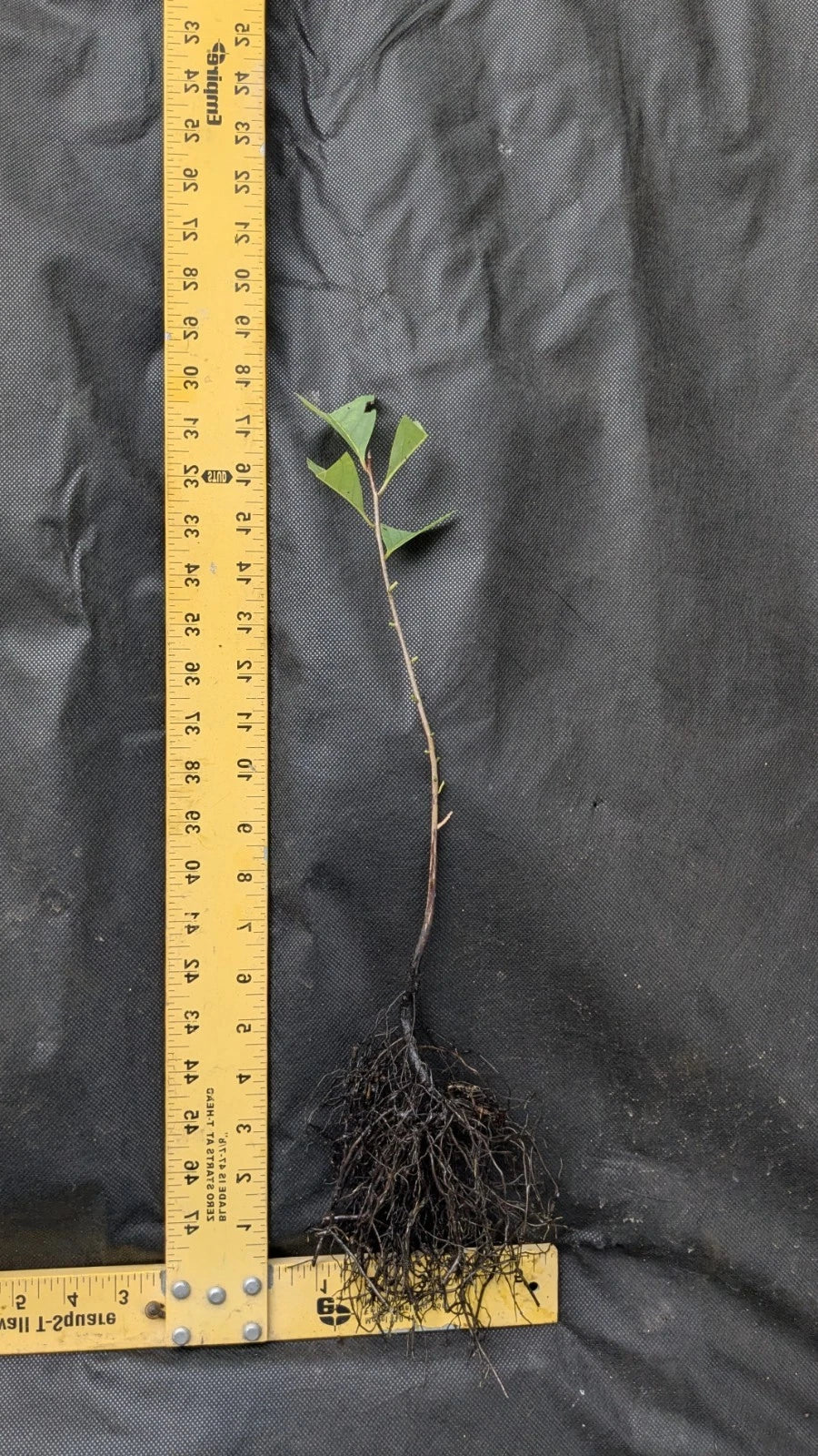 Persimmon Tree Live Bare Root 1β2 ft | Fruit Tree for Food Forest | Diospyros kaki | Edible Landscape | Cold Hardy Starter Plant