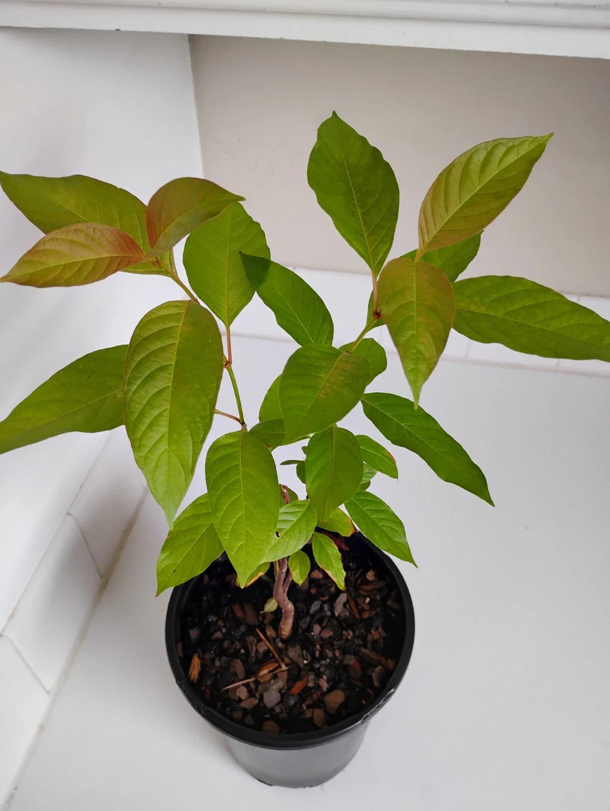 Buttonbush Live Plant in 1 Gallon Pot, Cephalanthus occidentalis, Native Wetland Shrub for Gardens and Landscaping