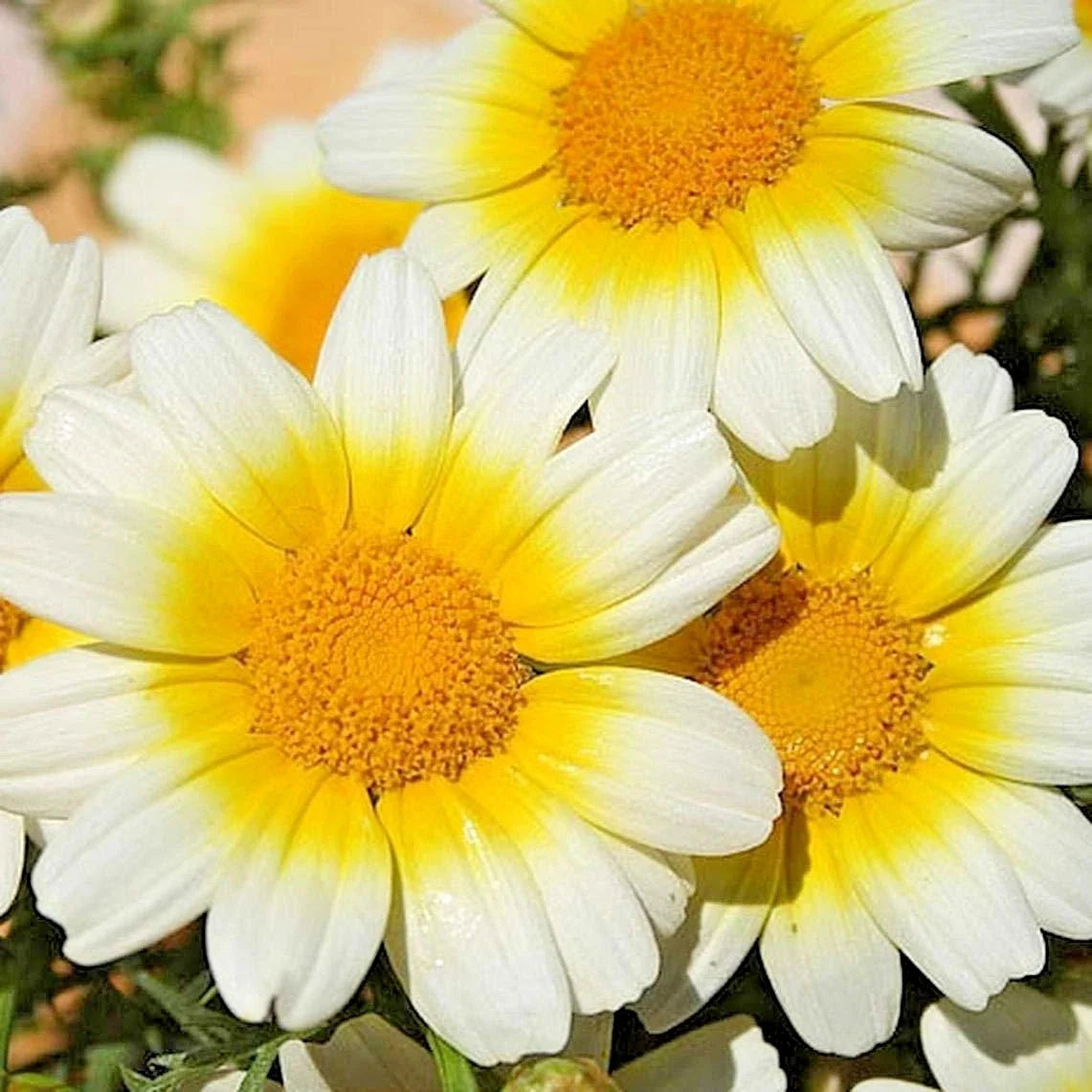 Garland Daisy Flower Seeds - 300+ Seeds - Asian Cuisine, Medicinal, Teas - Prairie Wildflower (Bellis perennis)