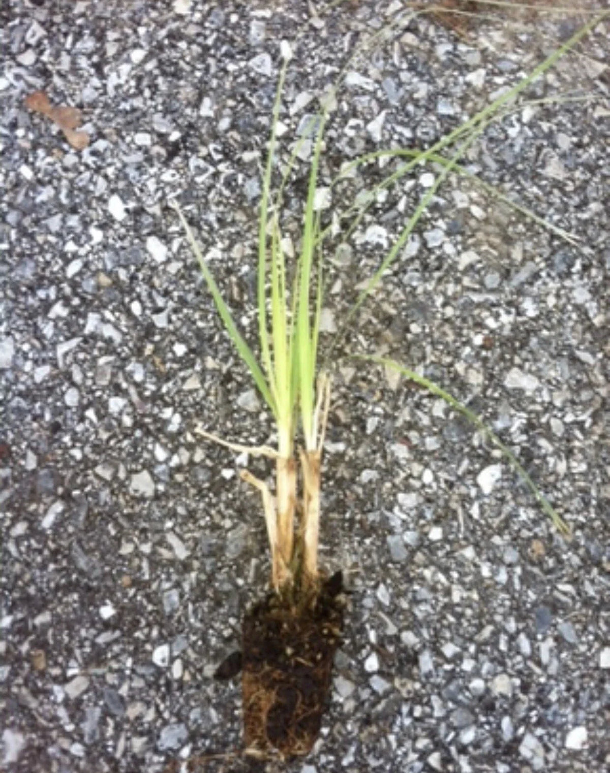 Purple Pampas Grass (3 Plugs) β Rare Cortaderia selloana Variety β Ornamental Grass with Purple Plumes β Drought-Tolerant Garden Plant