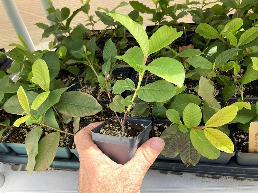 Peruvian White Guava Tree β Psidium guajava β Bare Root Starter Plant β Sweet Tropical Fruit β Rare White Guava β Self-Fertile Tree
