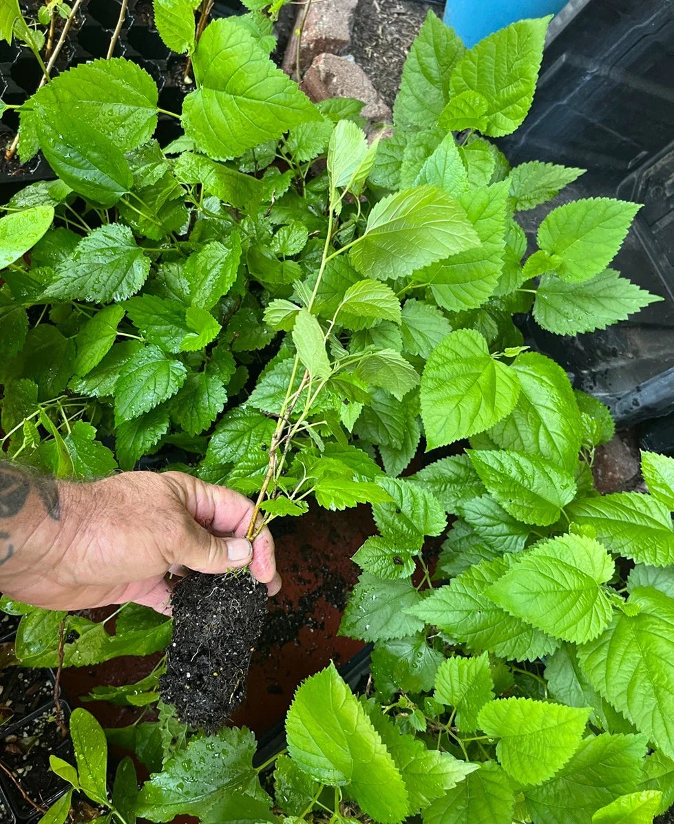 Red Mulberry Tree ā Morus rubra ā Bare Root Live Tree (Not Dwarf) ā Native Fruit Tree for Wildlife, Shade & Sweet Berries