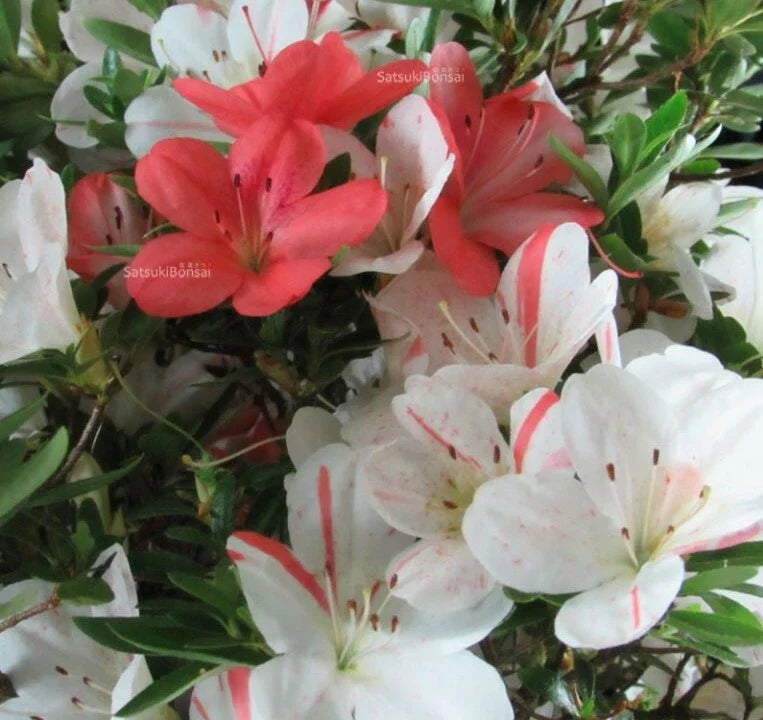 Deciduous Azalea Starter Plant - White & Peach Striped - Rhododendron Variety