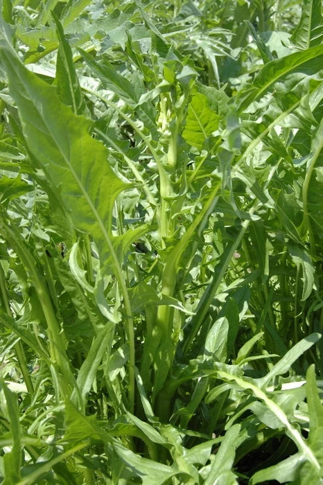 Chicory Seed - Emerald Catalogna - Fresh Seed - Cichorium intybus