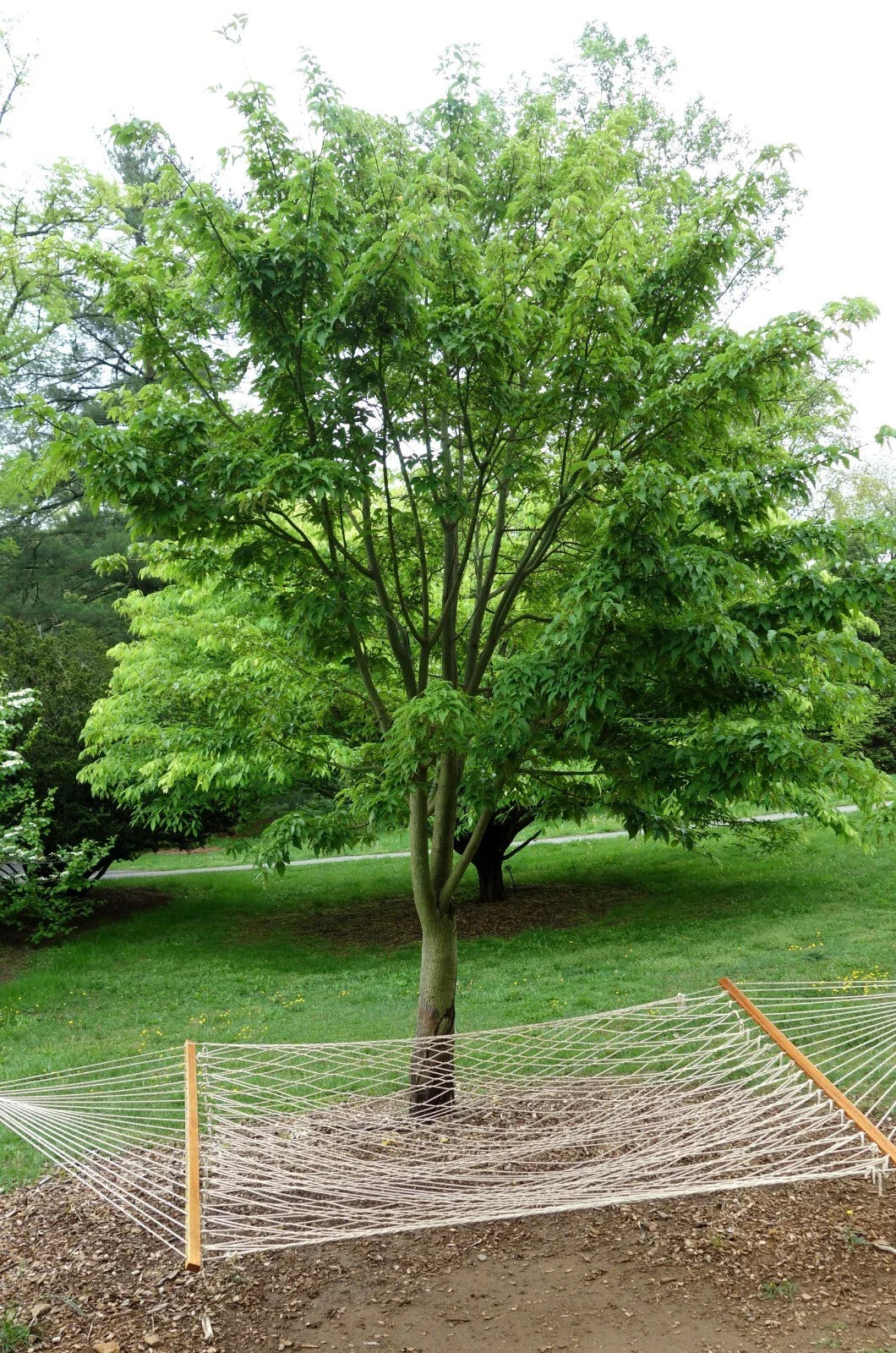 50+ David's Maple Seeds - Acer davidii - Rare Tree Seeds for Planting, Native to China, Hardy & Fast-Growing