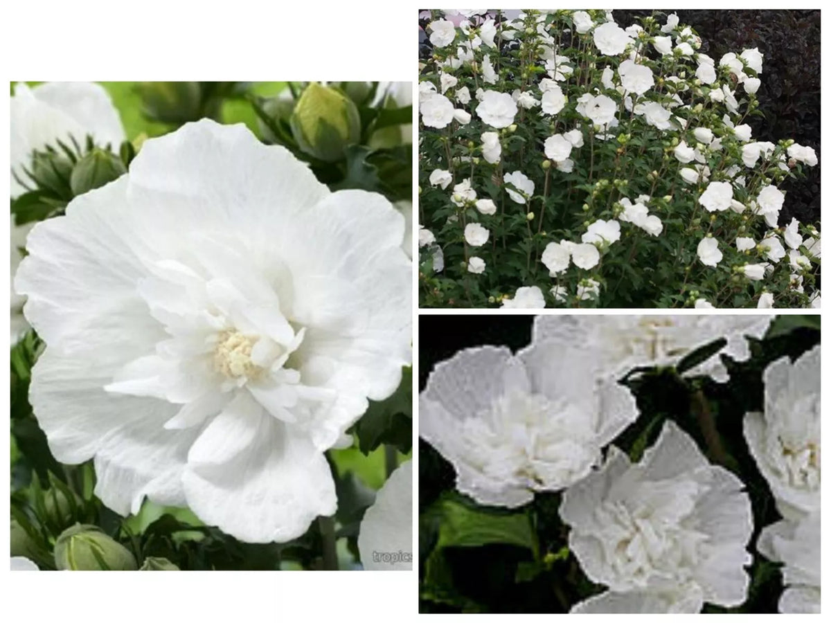 Heirloom White Chiffon Double Rose of Sharon Hibiscus Seeds - 30+ Seeds, Hardy Perennial, Flowering Plant