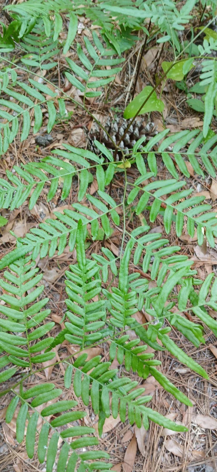 Eagle Fern Live Plants Set of 7 - Rare Woodland Ferns Pteridium aquilinum
