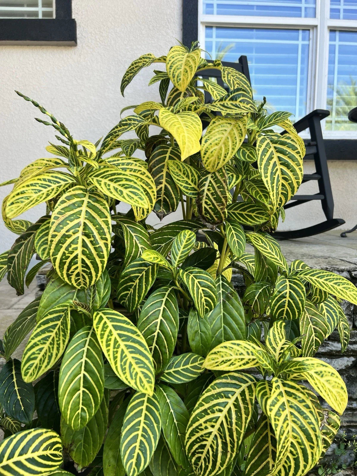 Sanchezia Cuttings - Tropical Foliage Plant - Sanchezia Speciosa - Ideal for Indoor Gardening and Houseplant Collection