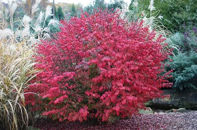 Burning Bush Live Bare Root Seedling Plant 4-8 Inches (Euonymus alatus) - Hardy for Zones 5-9, Freshly Dug, Priority Shipping