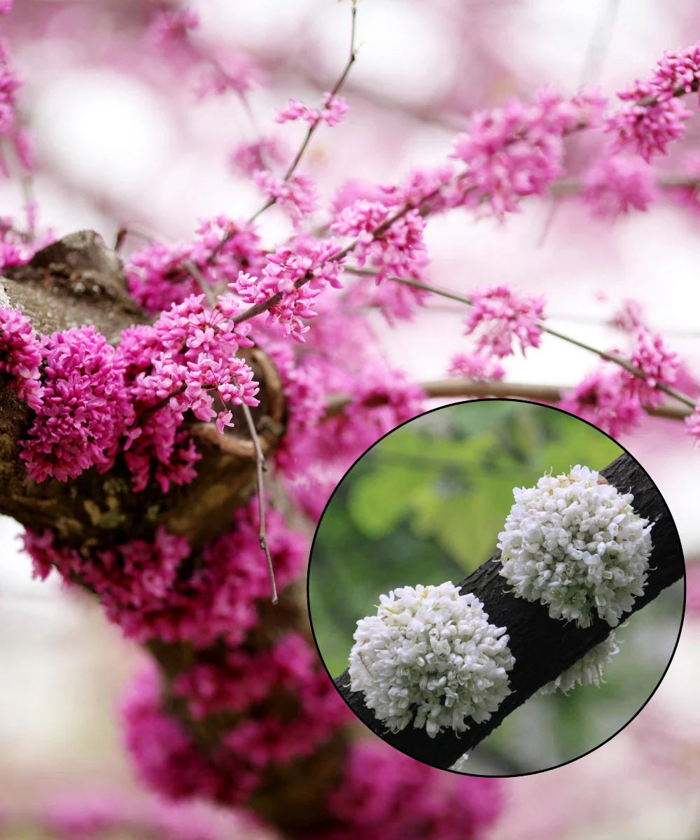 Eastern Redbud Tree Seeds - Pink and White Selection - Pre-Stratified, Ready to Plant - Cercis canadensis