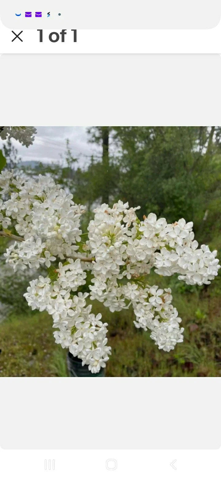 Bare Root Lilac Bush Jumbo Size - White Blooms - Syringa vulgaris - Planting Instructions Included