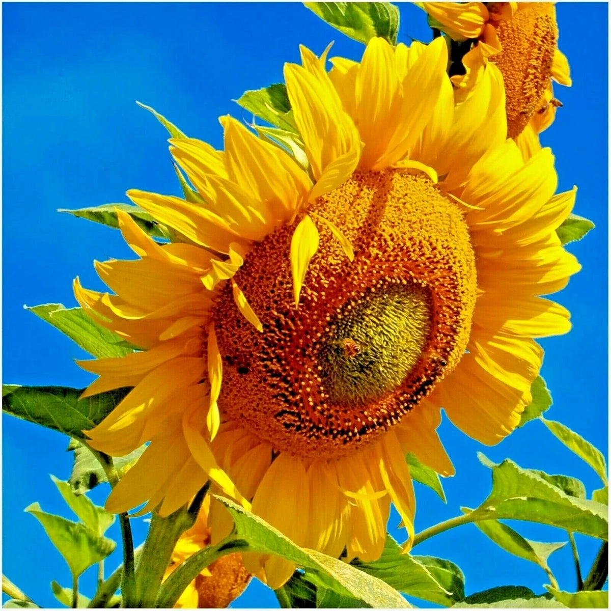 50+ Mammoth Grey Stripe Sunflower Seeds - Organic Giant Native Wildflower - Easy Grow - Helianthus annuus
