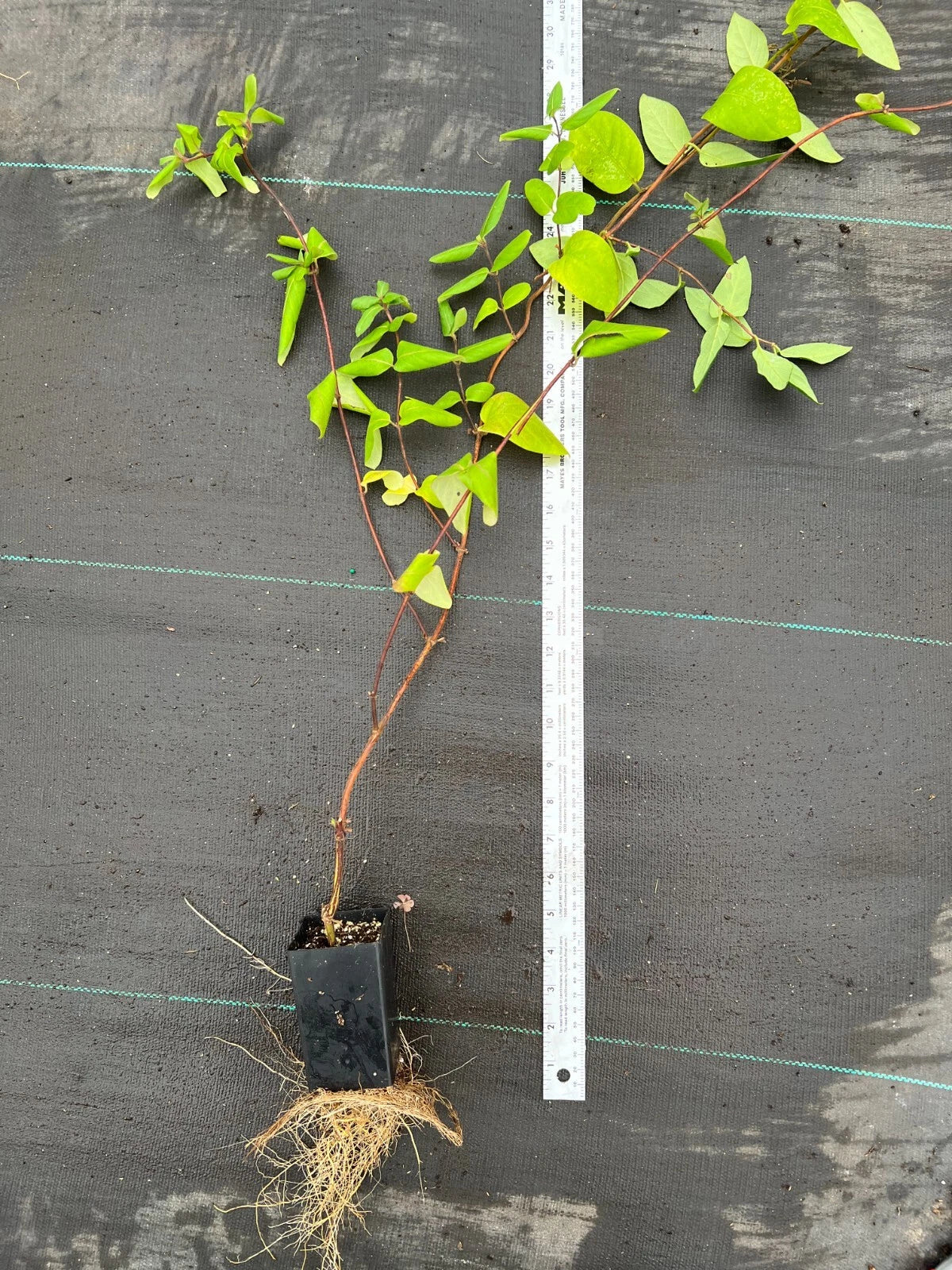 Japanese Honeysuckle Live Plants with Roots β Lonicera japonica Vine, Fast-Growing, Fragrant Flowers, Ground Cover or Trellis