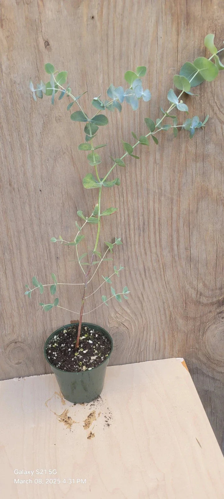 Silver Dollar Eucalyptus Live Plant in 4" Pot, Rooted Eucalyptus cinerea, Aromatic Houseplant, Indoor Garden Decor
