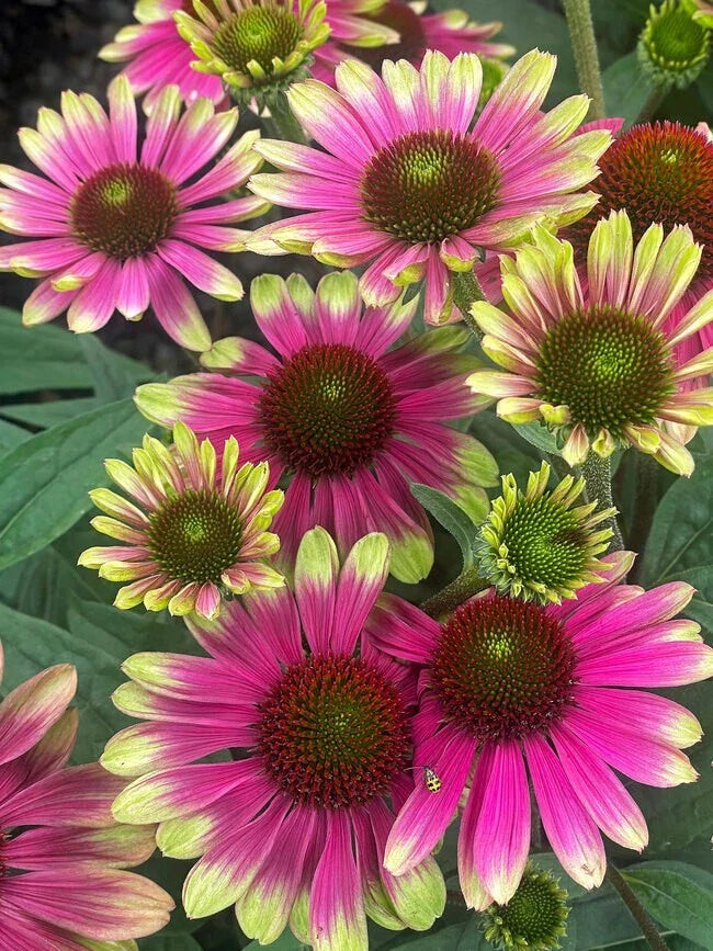 Sweet Sandia Coneflower Daisy Seeds - 200+ Pack - Echinacea purpurea - Garden Seeds - USA Grown - Free Shipping