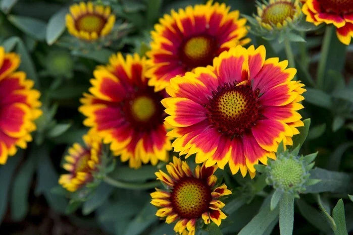 Gaillardia Daisy Seeds - 200+ Pack - Vibrant Color Mix - Gaillardia pulchella - USA Grown