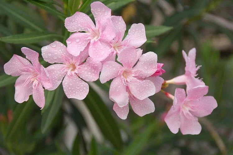 Nerium Oleander Seeds Pkt of 50 - Soft Pink Flowering Plant, Ornamental Shrub, Hardy Perennial