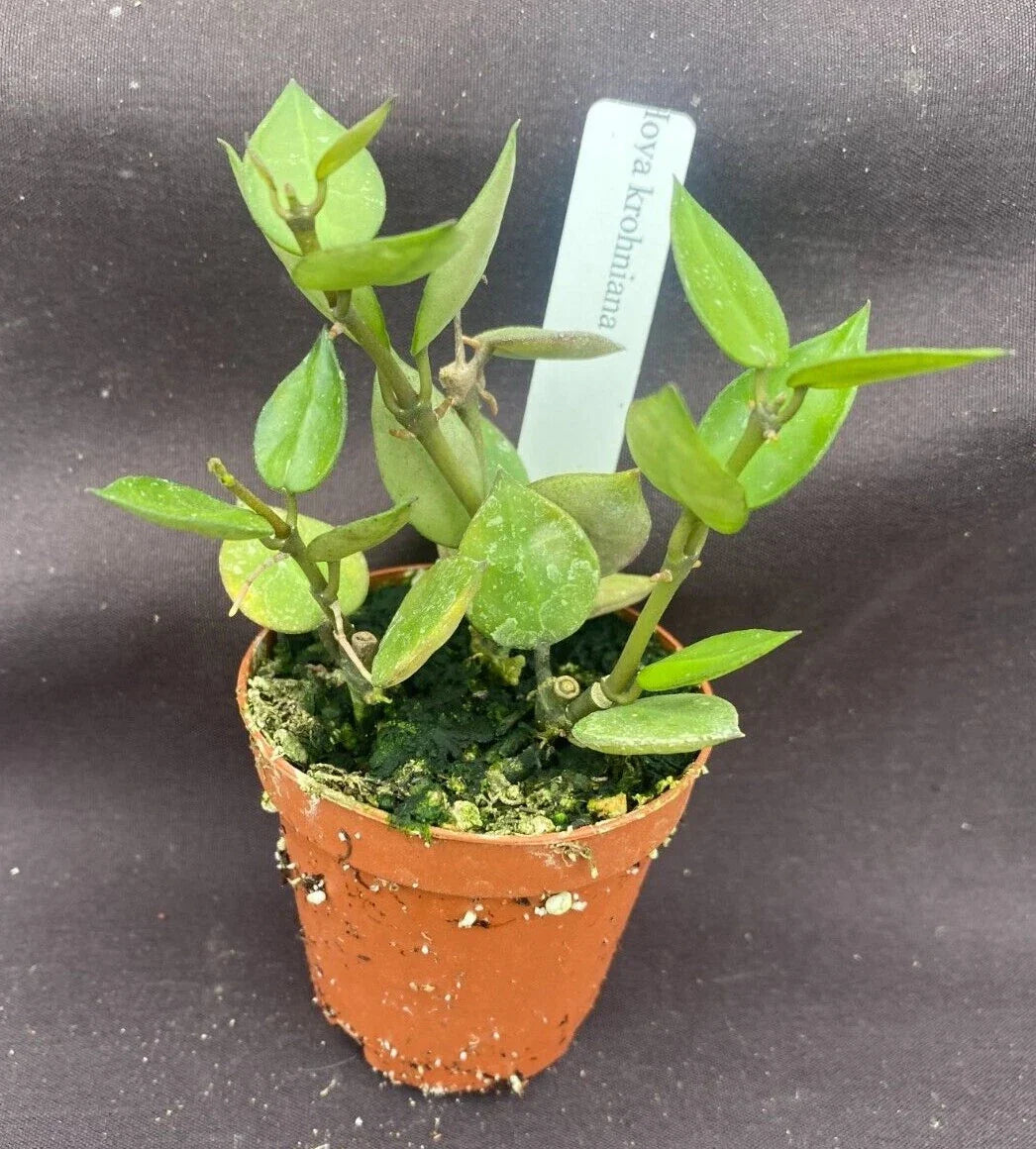 Hoya Krohniana Plants - 2" Pots, Multiple Rooted Cuttings, Beautiful Wax Plant, Easy Care Houseplant