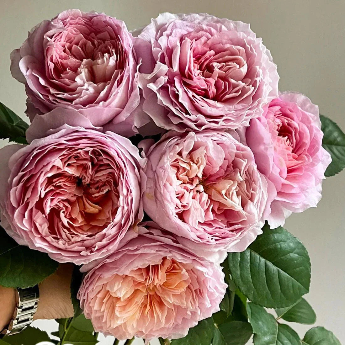 Super Rare Tantau Highgarden Rose Cuttings - 3 Rooting or Grafting Cuttings (Rosa 'Highgarden')