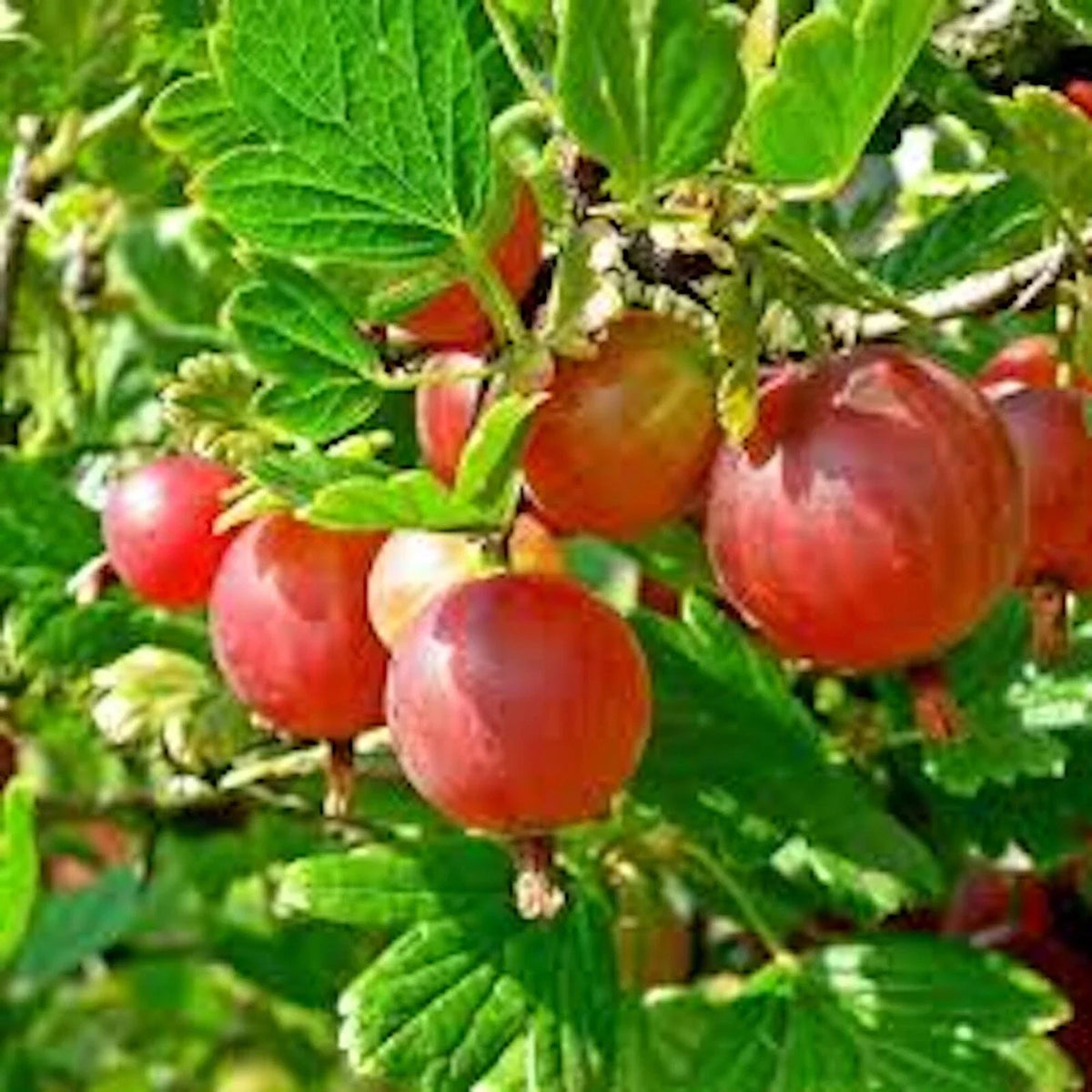 Pixwell Gooseberry Plant 2-Year-Old Ribes uva-crispa Light Green to Pink Berries, Tart Fruit for Pies, Zones 3-8