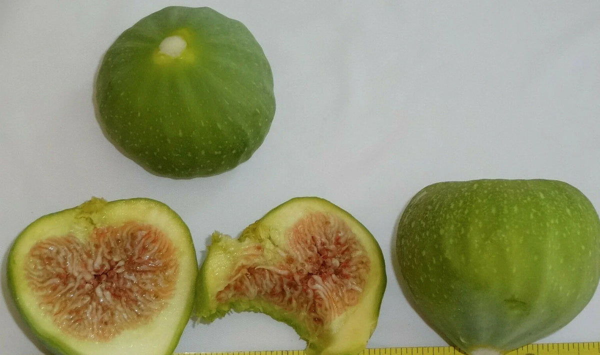 Green Ischia Fig Tree Cuttings - 3 Healthy Cuttings - Ficus carica - Ideal for Zones 7 to 10