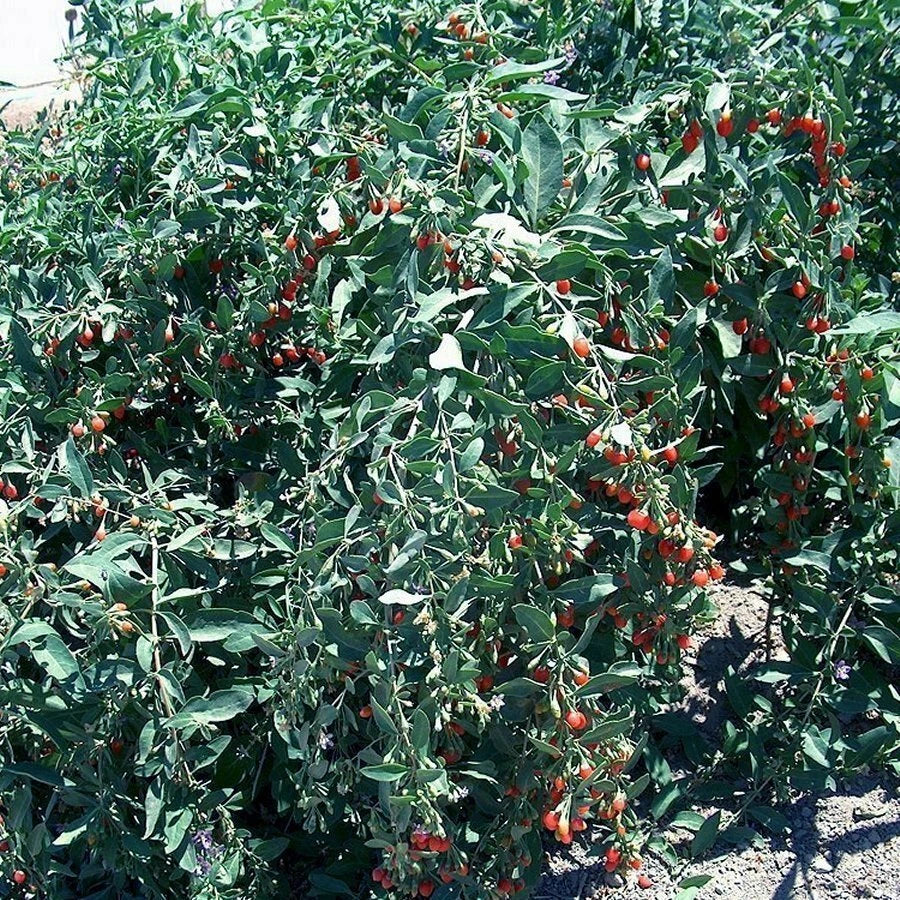 Goji Berry Cuttings - Fresh Cuttings from Mature Plant - Lycium barbarum - Lot of 20