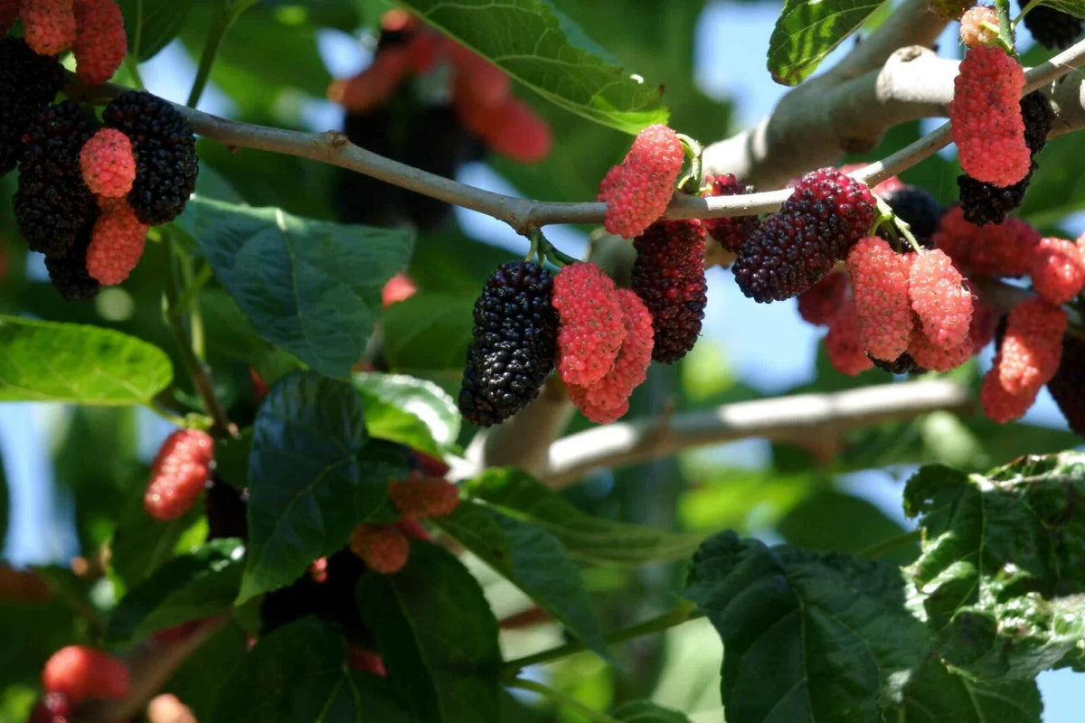 Dwarf Everbearing Mulberry Plants - 2 Live Plants - Fruiting Variety - Morus nigra - Free Shipping