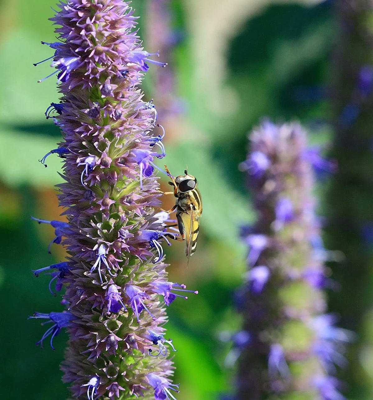 Anise Hyssop Seeds for Planting (200 Seeds) - Stunning Wildflowers, Agastache foeniculum, Herbal Garden Seeds