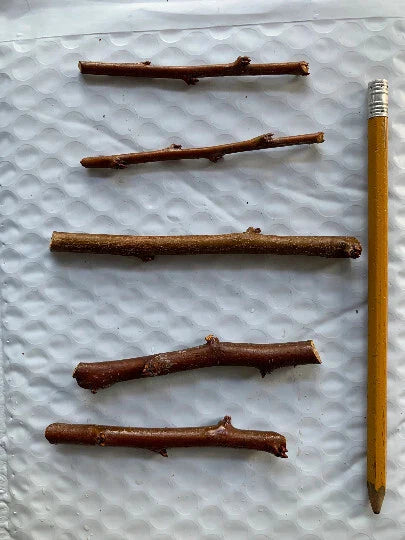5 Grenade Pluot Scion Wood Cuttings β Fresh Grafting Wood from Rare Plum-Apricot Hybrid β Heirloom Variety for Fruit Trees