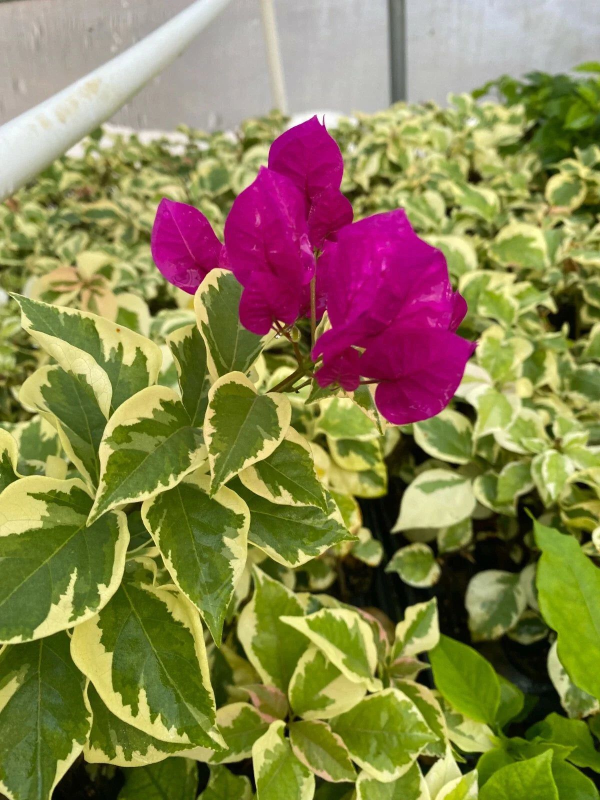 Rooted Bougainvillea Starter Plant - Vera Variegata Purple - Very Deep Purple Blooms - Bougainvillea spp.